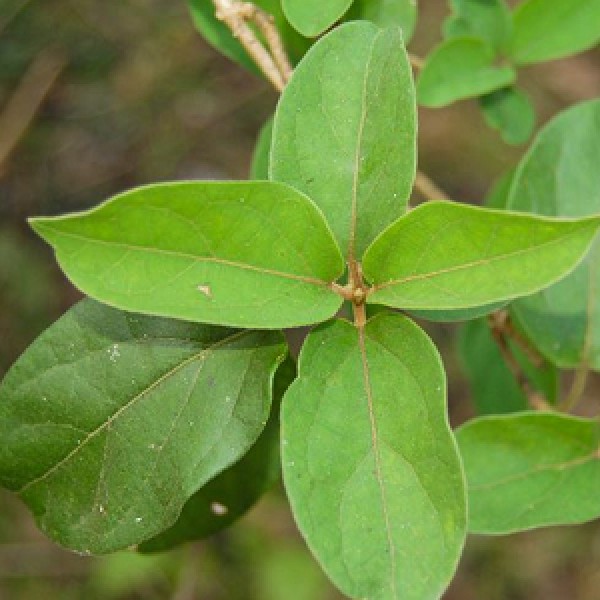 Gymnema sylvestre - Gudmar Plant, Madhunashini